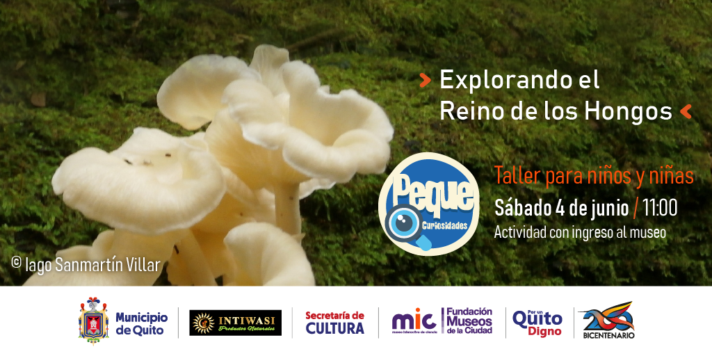 Los peques del hogar están invitados a descubrir el reino de los hongos en el MIC