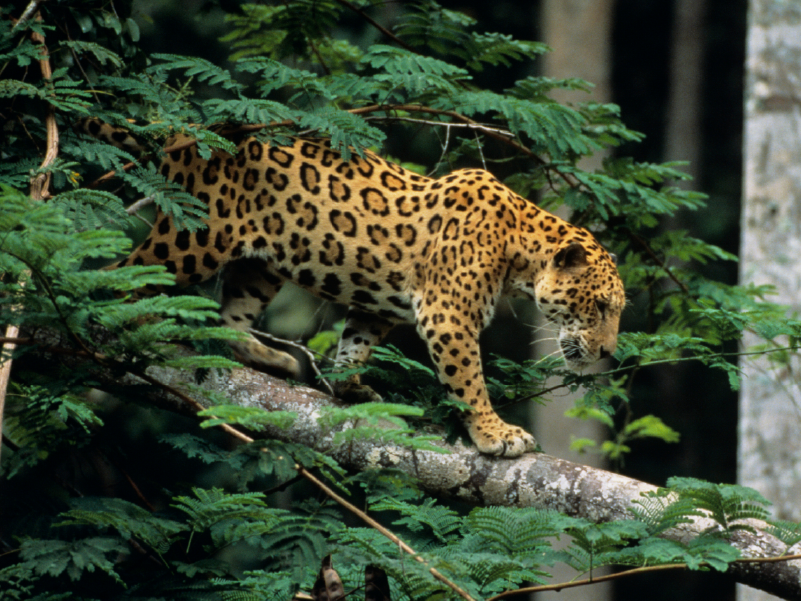 Tras las huellas del jaguar: una actividad para vivirla en el MIC