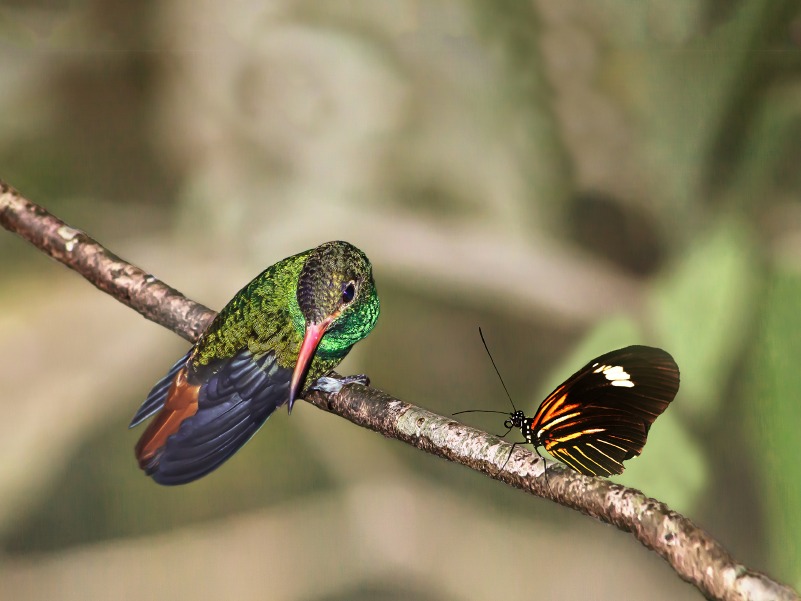 El Día Internacional de la Diversidad Biológica se conmemora con encuentros en cafés científicos