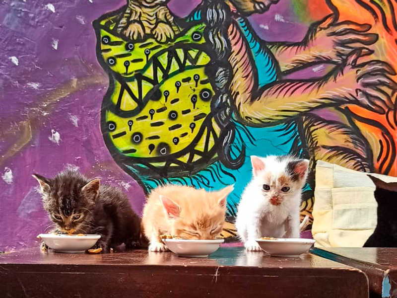 ¿Cómo cuidar a tu mascota? Hacia una tenencia responsable