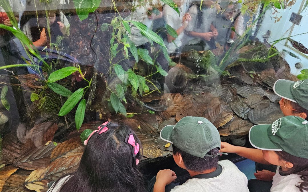 Nuevo proyecto expositivo invita a descubrir más sobre los bosques