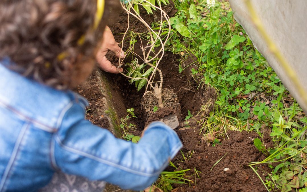 Sábado para conocer de agricultura urbana y huertos comunitarios,  en un taller en el CAC