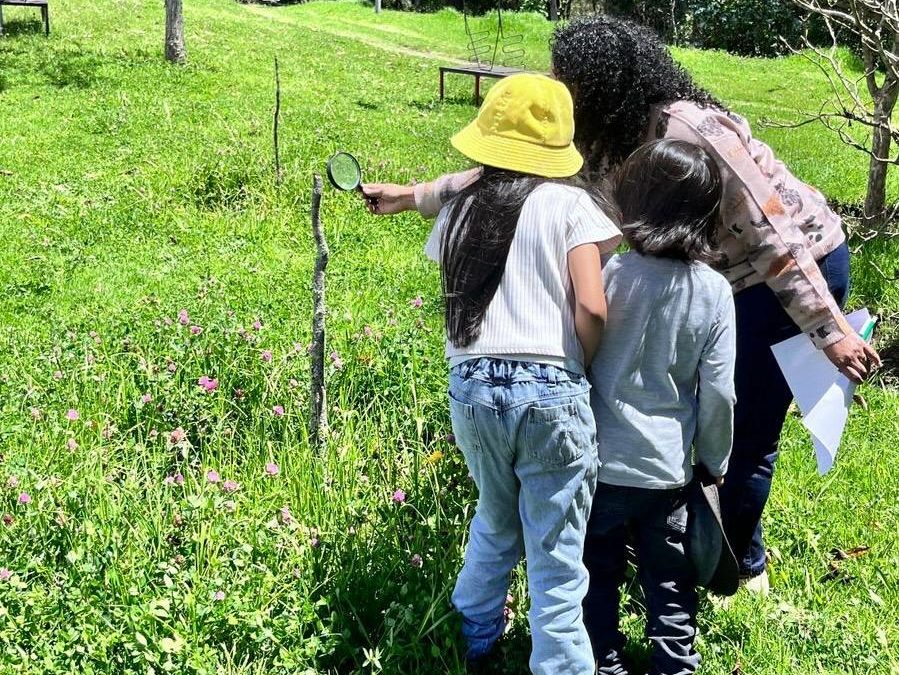 Zumbidos y colmenas: abejas en acción